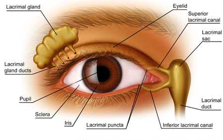 lacrimal gland orbital palpebral